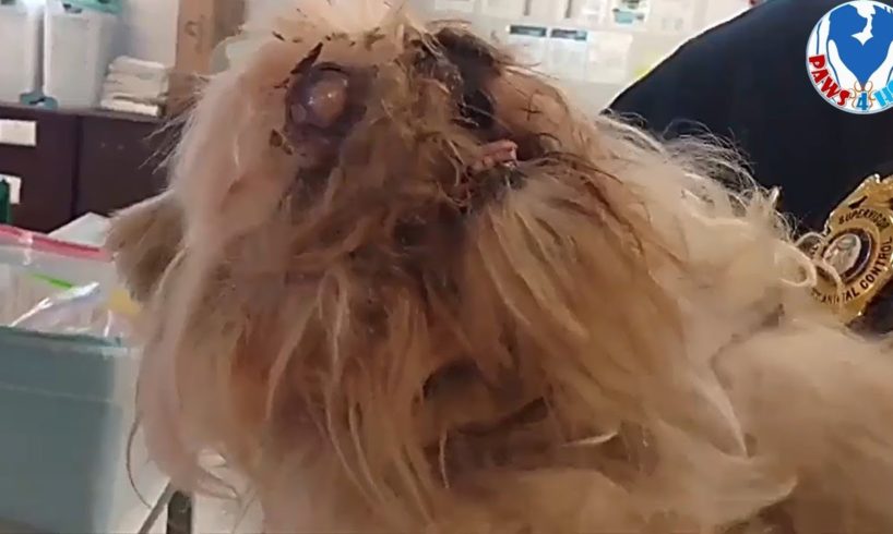 Screaming From Pain, Homeless Puppy Rescued With Removed Eye