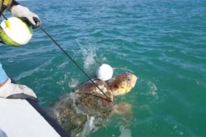 Sea Turtle Rescue in Florida