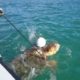 Sea Turtle Rescue in Florida