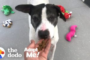 Senior Dog Tied To A Pole Just Wants To Be Loved | The Dodo Adopt Me!