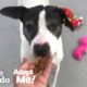 Senior Dog Tied To A Pole Just Wants To Be Loved | The Dodo Adopt Me!