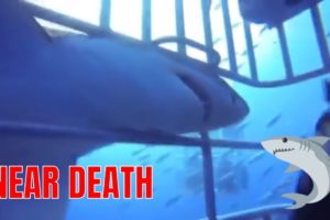 Shark ALMOST got in the Cage??NEAR DEATH EXPERIENCE compilation