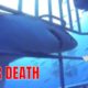 Shark ALMOST got in the Cage??NEAR DEATH EXPERIENCE compilation