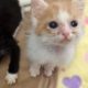 Siamese Kitten Family & New Kitten Accommodations - Cutest Kitten Faces