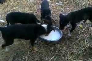 Siddhaswarupananda Video - Cute puppies feeding themselves near my house