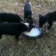 Siddhaswarupananda Video - Cute puppies feeding themselves near my house