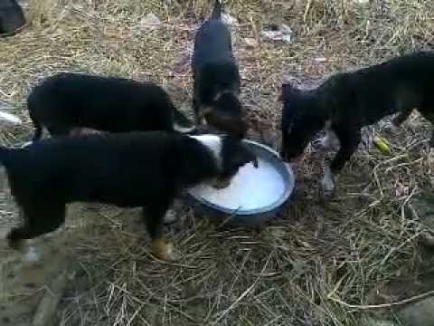 Siddhaswarupananda Video - Cute puppies feeding themselves near my house