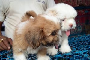 So Cute Adorable Lhasa Apso Puppy For Sale At Galiff Street l Cheapest Pet Market Of India