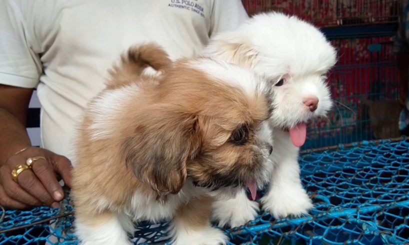 So Cute Adorable Lhasa Apso Puppy For Sale At Galiff Street l Cheapest Pet Market Of India