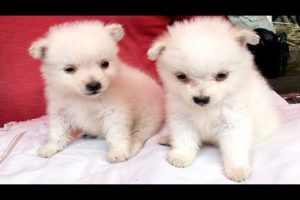 So Cute Adorable Puppies For Sale At Galiff Street Kolkata l Largest Pet Market Of India