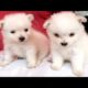So Cute Adorable Puppies For Sale At Galiff Street Kolkata l Largest Pet Market Of India