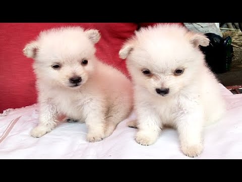 So Cute Adorable Puppies For Sale At Galiff Street Kolkata l Largest Pet Market Of India