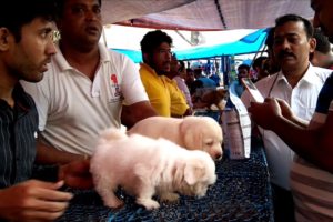 So Cute Adorable Puppies For Sale At Galiff Street Pet Market Kolkata