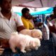 So Cute Adorable Puppies For Sale At Galiff Street Pet Market Kolkata