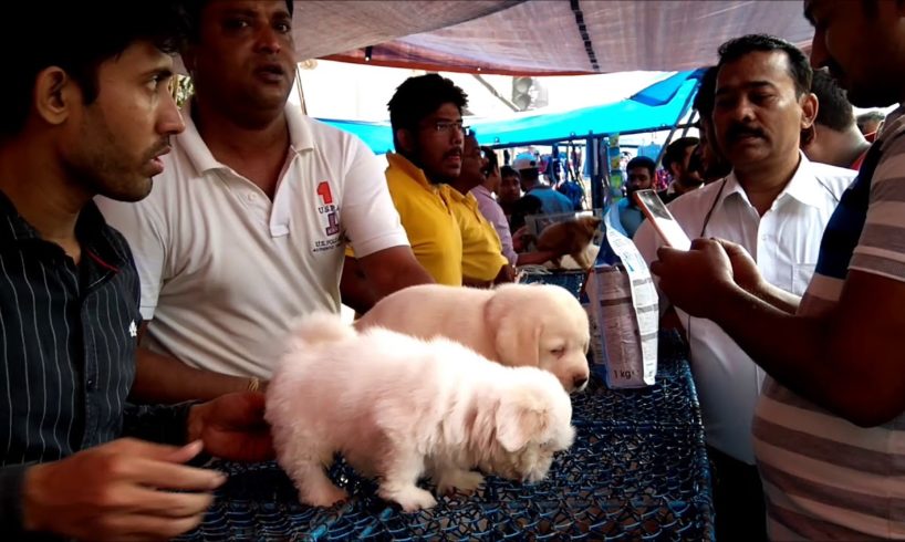 So Cute Adorable Puppies For Sale At Galiff Street Pet Market Kolkata