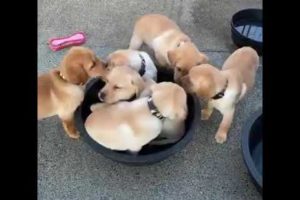 So Cute - puppies in a basket - watch till the end