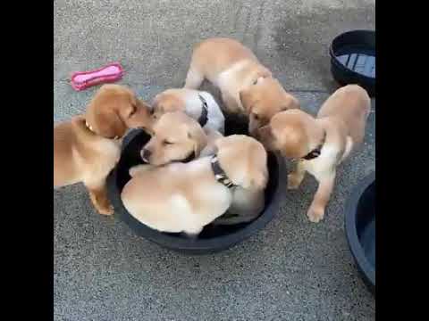 So Cute - puppies in a basket - watch till the end