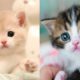 So Funny Cute Animals: ? Dogs and ? Cats#17  Amazing People 2020