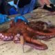 So Graphic : Cutting Live Giant Octopus japan | Fastest Octopus Processing