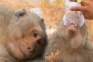 So excited that The miserable apes are rescued deaths surviving