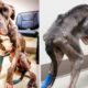 Starving Dog Gets The Rescue Of A Lifetime. Merc's Amazing Recovery And Transformation