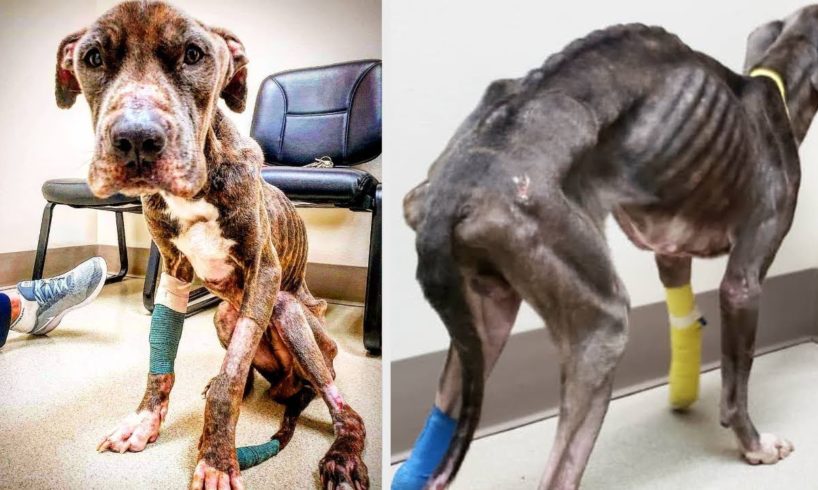 Starving Dog Gets The Rescue Of A Lifetime. Merc's Amazing Recovery And Transformation