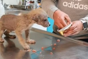 Starving Puppy Abandoned In The Cold For Days Gets Rescued