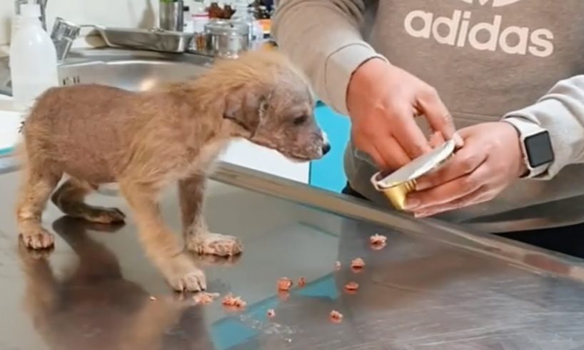 Starving Puppy Abandoned In The Cold For Days Gets Rescued