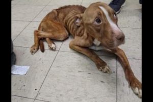 Starving pit bull recovering after being found - Animal Rescue TV