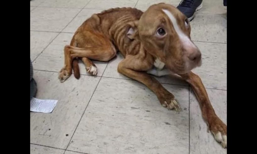 Starving pit bull recovering after being found - Animal Rescue TV