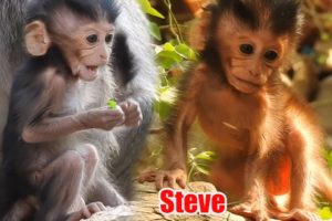 Steve & Selena Smart Babies animals, Gorgeous Baby Monkey