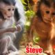 Steve & Selena Smart Babies animals, Gorgeous Baby Monkey