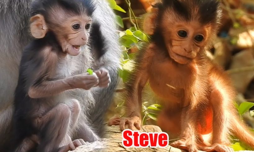 Steve & Selena Smart Babies animals, Gorgeous Baby Monkey
