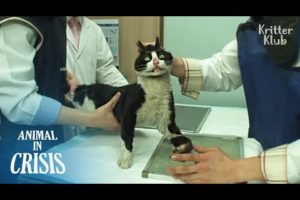 Stray Cat With A Crooked Ankle Wishes People Won't Throw Stones At Him | Animal in Crisis EP123