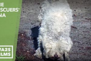 Stray Poodle Rescued By Blue Guardians After 6 Months on Street - Hope For Dogs | My DoDo