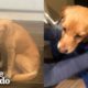 Stray Puppy Wanders Into Stranger's Home in the Middle of Night |The Dodo