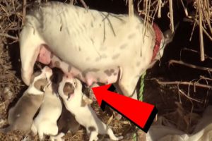 Street Dog Feeds Her Cute puppies - Must watch Dog