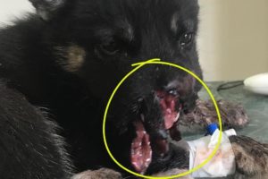 Successfully Rescued Puppy with Broken Jaws, Partial Necrosis, Victims of Wicked People.