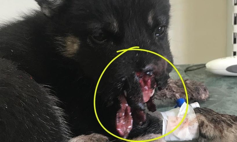 Successfully Rescued Puppy with Broken Jaws, Partial Necrosis, Victims of Wicked People.