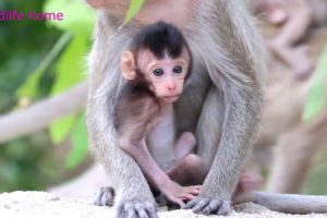 Super Cute Baby Monkey, Rosa, She Likes To Look At The Camera And Run Around Playing With Mom