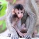 Super Cute Baby Monkey, Rosa, She Likes To Look At The Camera And Run Around Playing With Mom