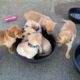 Super Cute Puppies