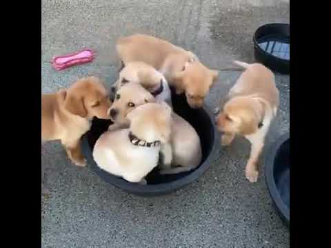 Super Cute Puppies