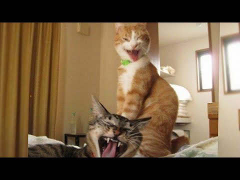 Super FUNNY DANCING & SINGING ANIMALS - WATCHING WITHOUT LAUGHING is NO OPTION HERE!