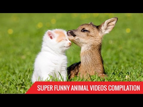 Super Funny Animal Videos Compilation