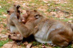 Sweet pea monkey play with best friend after walking lonely