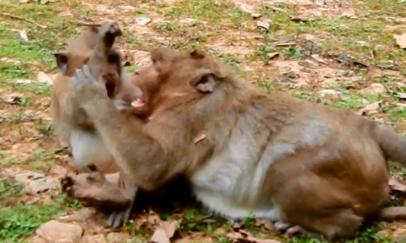 Sweet pea monkey play with best friend after walking lonely