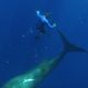 Swimming With Humpback Whales | Super Giant Animals | BBC