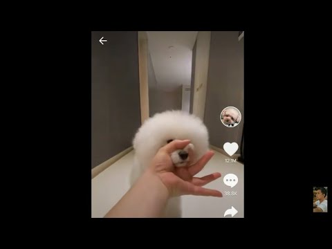 TIK TOK CUTE PUPPIES? feat. Miso_Ara