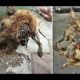 TOP 5 & Epic Animal Rescue 2020 Dog found in garbage! REAL HEROES (Emotional &  Inspiring) - New
